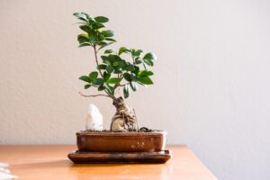 冬に孤独感を和らげる観葉植物の選び方は？