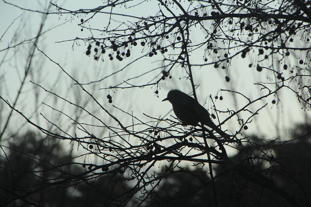 冬に孤独感を感じたときに役立つSNSコミュニティは？