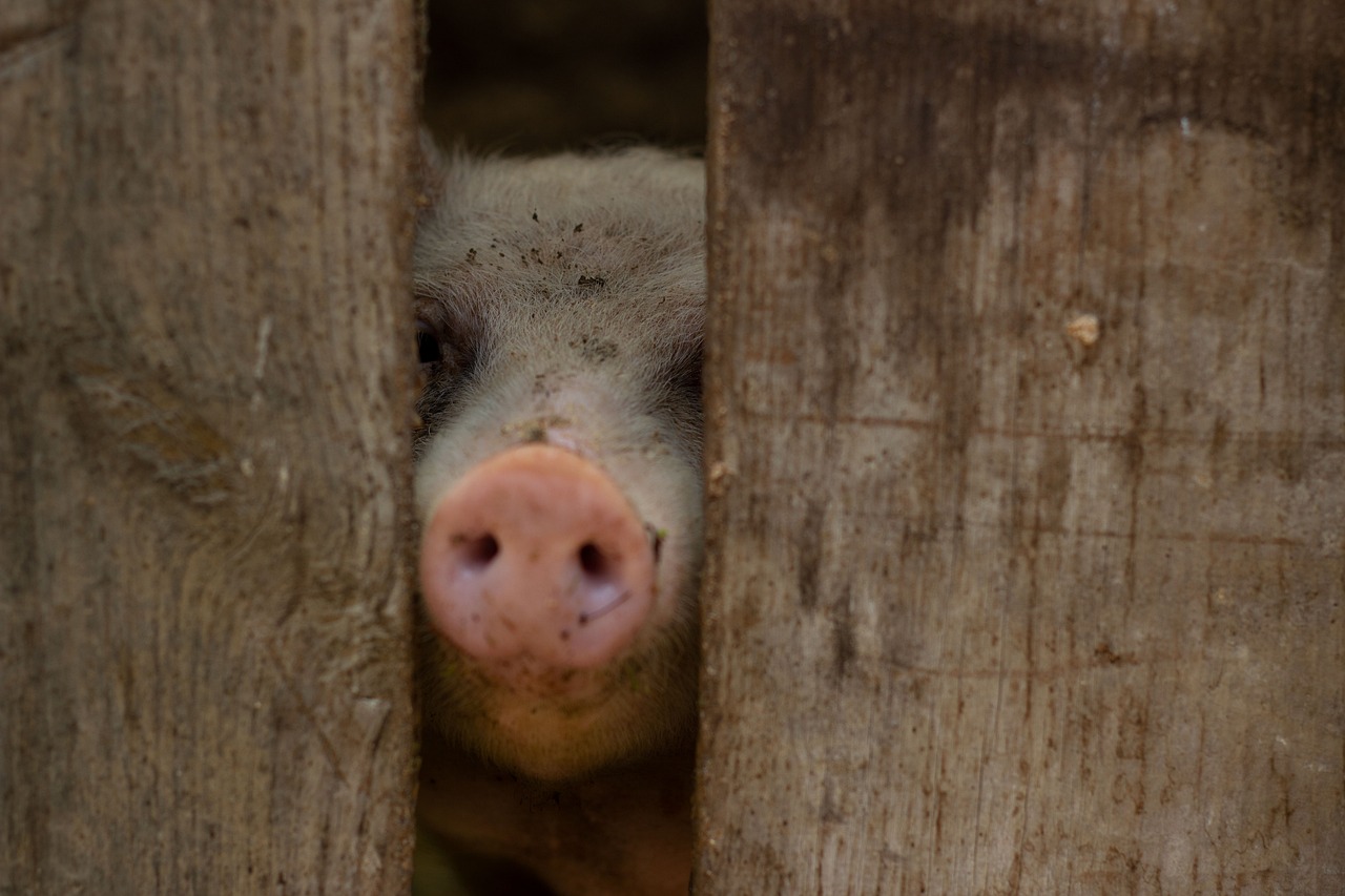 冬の年末年始を一人で過ごすおすすめの方法は？